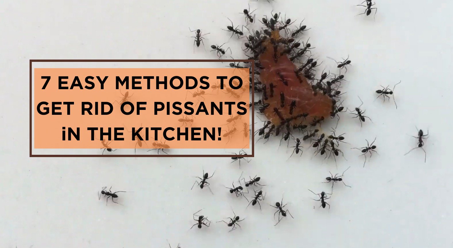 How to get rid of pissants in the kitchen